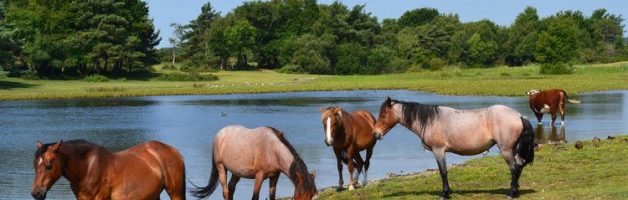 Beaulieu & The New Forest (included visits) Beaulieu Hotel